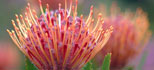 South African Botanical Gardens
