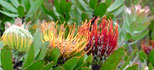 National Botanical Gardens