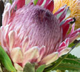 Protea Eximia