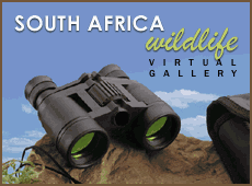 View � South African Wildlife Gallery
