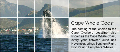 Cape Whale Coast