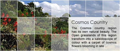 Cosmos Country