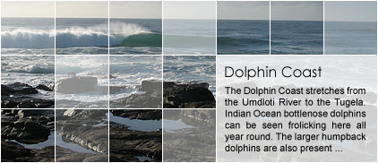 Dolphin Coast