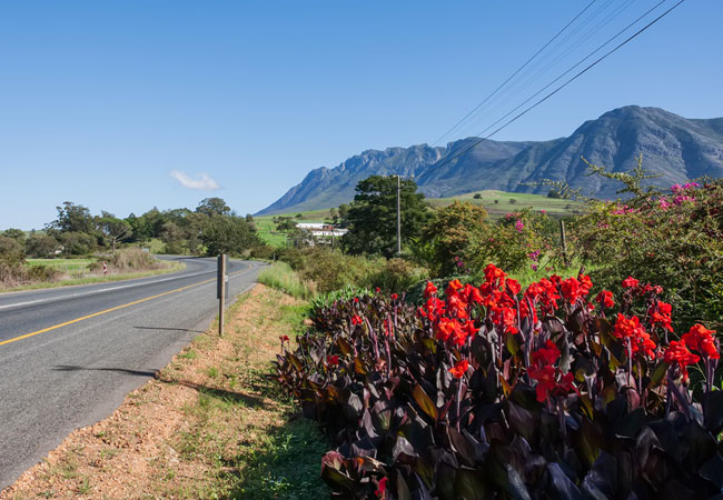 South African Plant Life