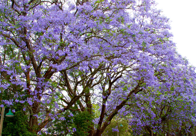 South African Plant Life
