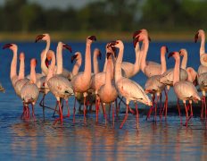 Flamingos at Walvis Bay, Namibia