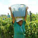 Mooi Bly Wine Estate, 