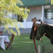 Olive Grove Guest Farm, 
