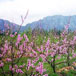 Orchards Cooking School & Guest Farm, 