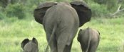 Accommodation in Addo Elephant Park