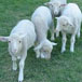 Mispah Guest Farm, 