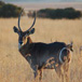 Malonjeni Guest Farm, 
