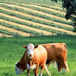Jolo Guest Farm, 