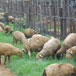Adem Guest Farm, 