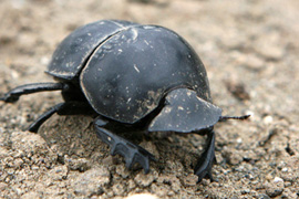 Addo Dung Beetle Breeding Station