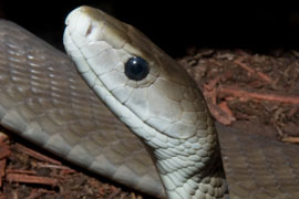 Addo Raptor Reptile Centre