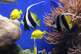 Scuba Dive Bell Buoy Reef