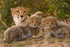 Daniell Cheetah Breeding Project