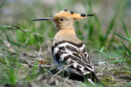 The Island Nature Reserve