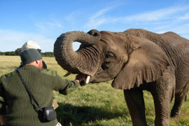 Visit Kwantu Elephant Sanctuary