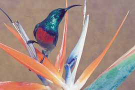 Visit the Makana Botanical Gardens