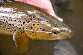 Trout Fishing at Lammergeier Nature Reserve