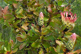 Van Stadens Wild Flower Reserve