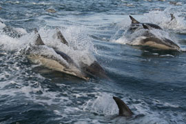 Watch Whales and Dolphins play