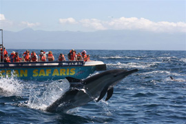 Whale Watching Cruise with Ocean Safaris