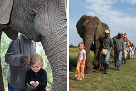 Interact with Elephants