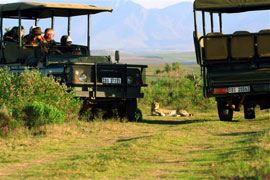 Game Drive in the Garden Route