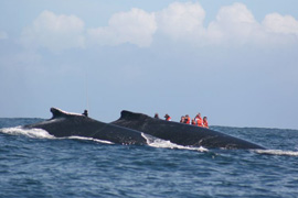 Close Encounter Whale Watching Cruise