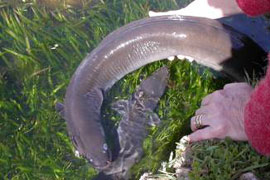 See the Pallingat Eels