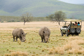 Game Drive at Plett Game Reserve