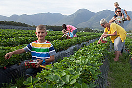 Pick Strawberries at Redberry Farm