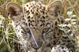Tenikwa Wildlife Awareness Centre