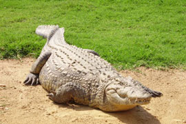 Visit Croc City Crocodile Farm