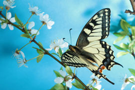 Visit Jabulani Butterfly Garden