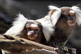 Mystic Monkeys & Feathers Wildlife Park