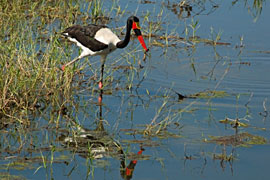 Treehaven Waterfowl Trust