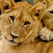 Visit The Lion Park, Johannesburg