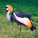 Visit the Austin Roberts Bird Sanctuary, Johannesburg