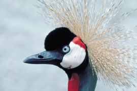 Amanzimtoti Bird Sanctuary