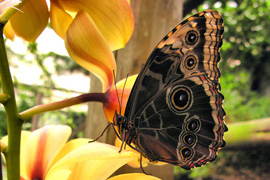 Butterflies for Africa