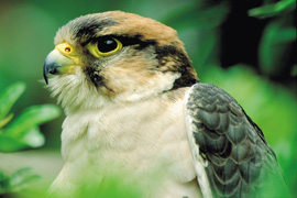 Falcon Ridge Bird of Prey Centre