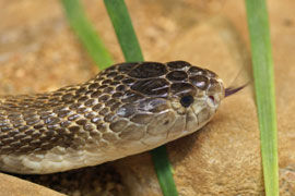 Fitzsimons Snake Park