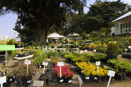 Green With Envy Nursery