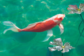 Visit the Japanese Gardens in Durban