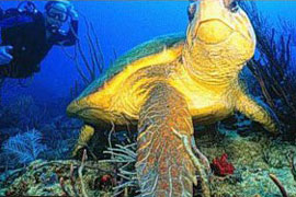 Kosi Bay Turtle Tours