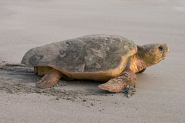 Turtle Tracking in Kosi Bay